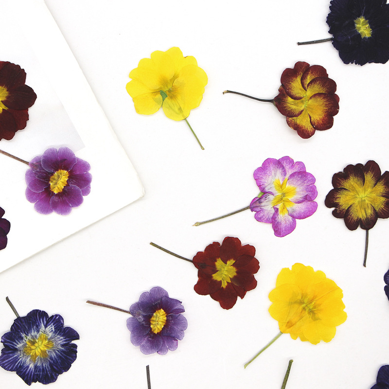 48 Stück Europäische Primrose  – Dried Flower Bookmark Bewertung und Preis