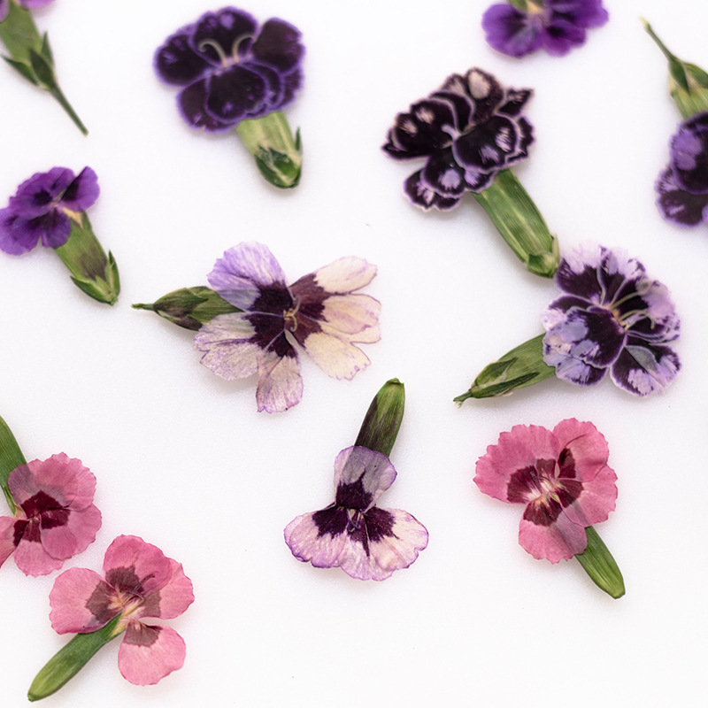 24 Stück, gepresste getrocknet – Dried Flower Bookmark Bewertung und Preis